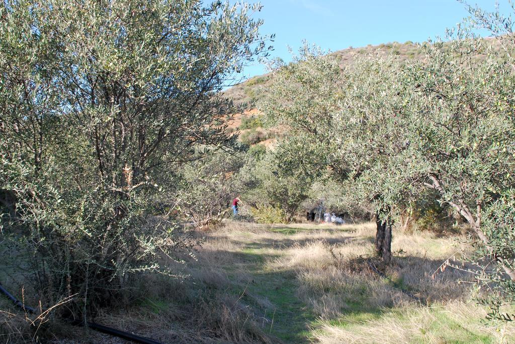 בית הארחה Vavla Rustic Retreat מראה חיצוני תמונה