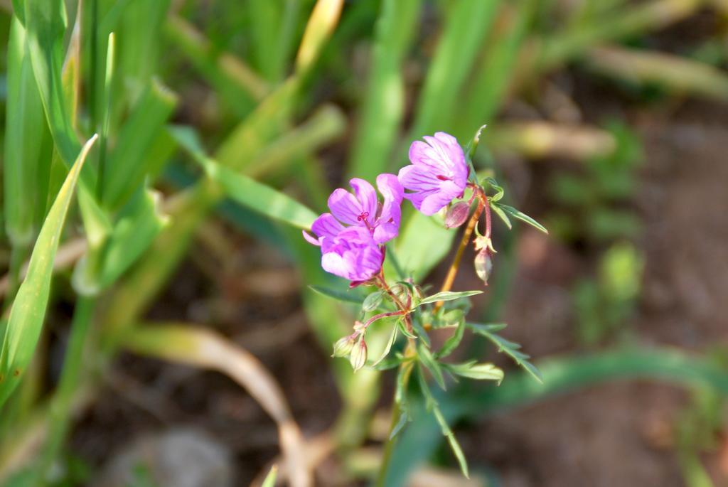 בית הארחה Vavla Rustic Retreat מראה חיצוני תמונה